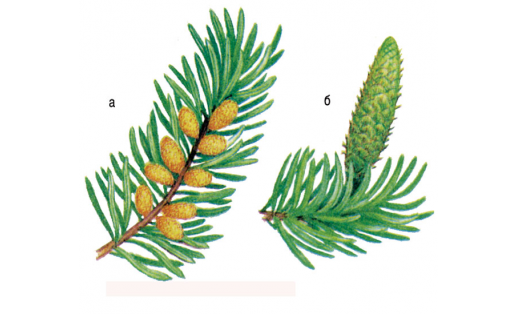 Пихта сибирская (Abies sibirica): а — ветвь с мужскими шишками; б — ветвь с женской шишкой