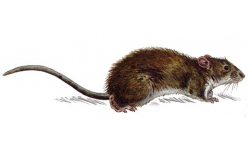 Крыса серая (Rattus norvegicus)