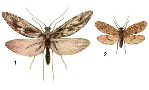Шишмә күбәләктәре: 1 — ҙур шишмә күбәләге (Phryganea grandis); 2 — селтәрле шишмә күбәләге (Oligostomis reticulata)