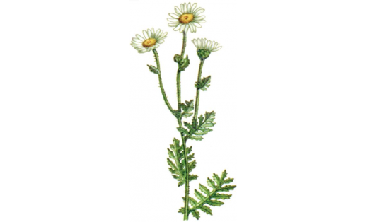Пиретрум щитковый (Pyrethrum corymbosum)