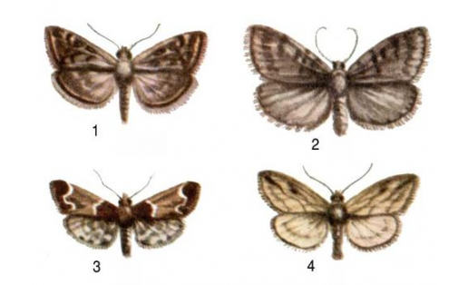Ҡоба күбәләктәр: 1 — болон күбәләге (Loxostege sticticalis); 2 — өй күбәләге (Aglossa pinguinalis); 3 — он күбәләге (Pyralis farinalis); 4 — кәбеҫтә күбәләге (Pionea forficalis)