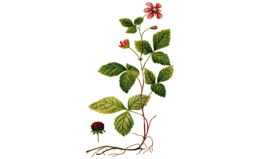 Ал бөрлөгән (Rubus arcticus)