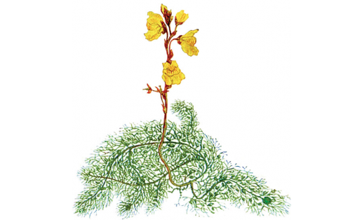 Пузырчатка обыкновенная (Utricularia vulgaris)