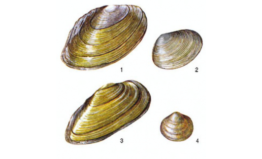 Двустворчатые моллюски: 1 — беззубка обыкнов. (Anodonta cygnea); 2 — горошинка речная (Pisidium amnicum); 3 — перловица обыкнов. (Unio pictorum); 4 — шаровка роговая (Sphaerium corneum)