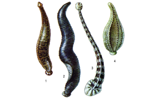 Пиявки: 1 — герпобделла обыкновенная (Herpobdella octoculata); 2 — пиявка ложноконская (Haemopis sanguisuga);  3 — пиявка рыбья (Piscicola geometra); 4 — пиявка улитковая (Glossiphonia complanata)