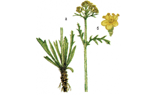 Себер патринияһы (Patrinia sibirica): а – үҫемлек; б – сәскә