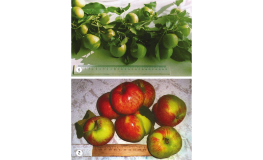Яблоня (Malus). Сорта: 1 — Башкирский изумруд; 2 – Бельфлёр Башкирский Apple tree (Malus). Cultivars: 1 – Bashkir Emerald; 2 – Bashkir Belfleur