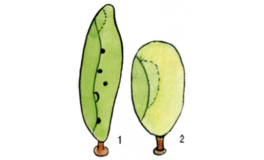 Харациопсис: 1 — харациопсис анабеновый (Characiopsis anabaenae); 2 — харациопсис наименьший (Characiopsis minima)