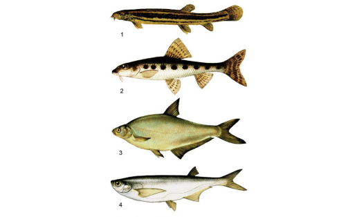 Карпообразные: 1 — вьюн (Misgurnus fossilis); 2 — пескарь (Gobio gobio); 3 — синец (Abramis ballerus); 4 - чехонь (Pelecus cultratus)