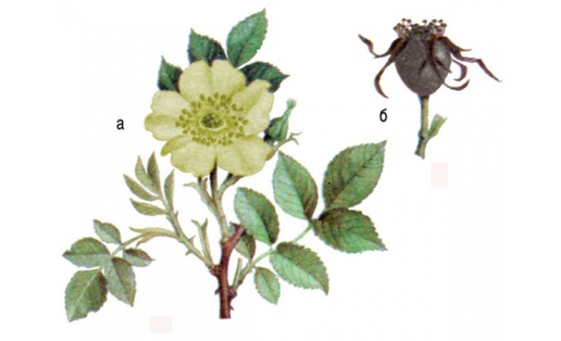 Роза колючейшая (Rosa spinosissima): а — растение; б — плод