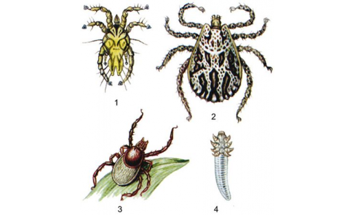 Талпандар: 1 — ҡаурый талпаны (Zachvatkinia sternae); 2 — эт талпаны (Dermacentor marginatus); 3 — тайга талпаны (Ixodes persulcatus); 4 — һытҡы биҙе талпаны (Demodex folliculorum)