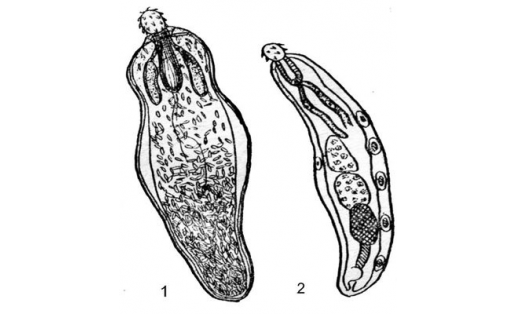 Колючеголовые черви: 1 — утиный скребень (Polymorphus magnus), самка; 2 — рыбий скребень (Neoechinorhynchus rutili), самец