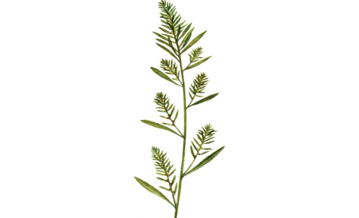 Һепертке үлән (Kochia scoparia)