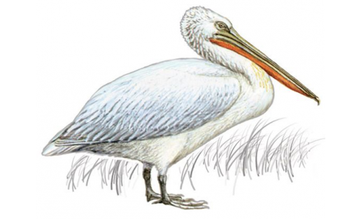 Пеликан кудрявый (Pelecanus crispus)