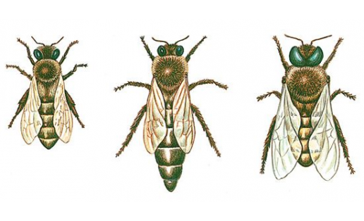 Башкирская пчела: 1 — рабочая пчела; 2 — матка; 3 — трутень Bashkir bees: 1 – working bee; 2 – queen bee; 3 – drone