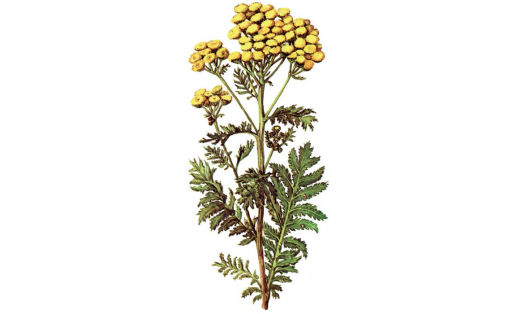 Пижма обыкновенная (Tanacetum vulgare)
