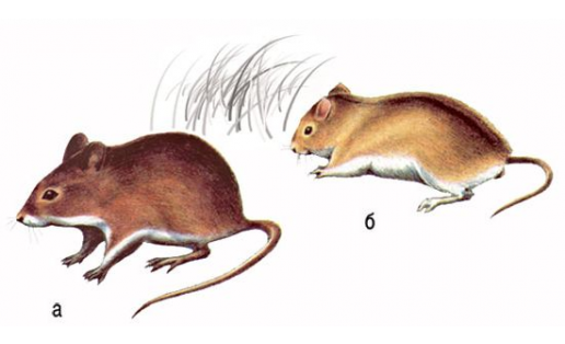 Мышиные: а — мышь малая лесная (Apodemus uralensis); б — мышь полевая (Apodemus agrarius)