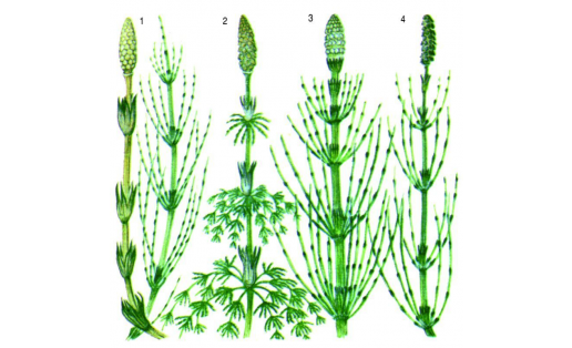 Хвощи:1 — хвощ полевой (Equisetum arvense); 2 — хвощ лесной (Equisetum sylvaticum); 3 — хвощ речной (Equisetum fluviatile); 4 — хвощ болотный (Equisetum palustre)