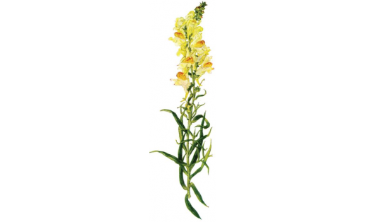 Ябай етенүлән (Linaria vulgaris)