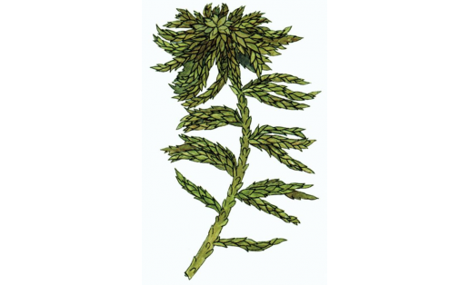 Сфагнум плосколистный (Sphagnum platyphyllum)