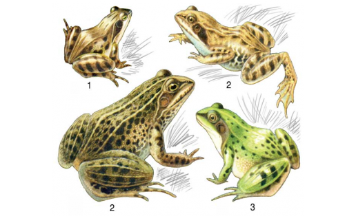 Лягушки: 1 — лягушка остромордая (Rana arvalis); 2 — лягушка травяная (Rana temporaria); 3 — лягушка озёрная (Pelophylax ridibundus); 4 — лягушка прудовая (Pelophylax lessonae)