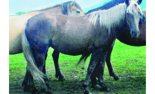 Башкирская лошадь игреневой масти A Bashkir horse of “green” breed