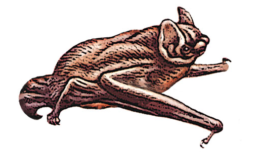 Вечерница малая (Nyctalus leisleri)
