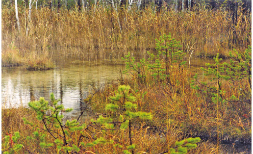 Урочище Черношарское болото The Chernosharskoye swamp