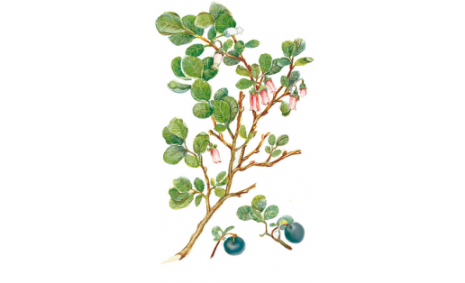 Голубика (Vaccinium uliginosum)