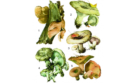 Съедобные грибы: 1 — вёшенка обыкновенная (Pleurotus ostreatus); 2 – груздь настоящий (Lactarius resimus); 3 — груздь осиновый (Lactarius controversus); 4 – подгруздок белый (Russula delica); 5 — рыжик деликатесный (Lactarius deliciosus) Edible mushrooms: 1 – common oyster mushroom (Pleurotus ostreatus); 2 – rollrim milkcap (Lactarius resimus); 3 – blushing milkcap (Lactarius controversus); 4 – milk-white brittlegill (Russula delica); 5 – saffron milkcap (Lactarius deliciosus)