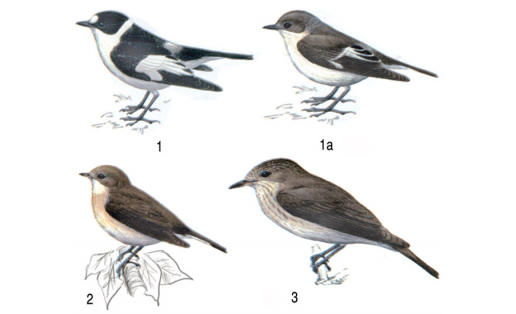 Мухоловковые: 1 — мухоловка-белошейка (Ficedula albicolis), самец, 1а — то же, самка; 2 — мухоловка малая (Ficedula parva), самка; 3 — мухоловка серая (Muscicapa striata), самец