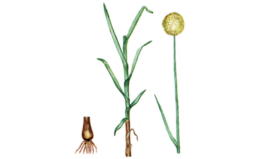 Лук косой (Allium obliguum)
