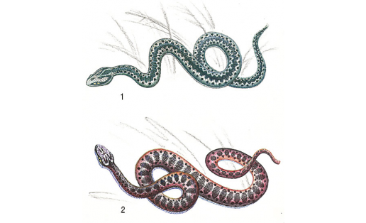 Гадюки: 1 – обыкновенная (Vipera berus); 2 – степная (Vipera renardi)