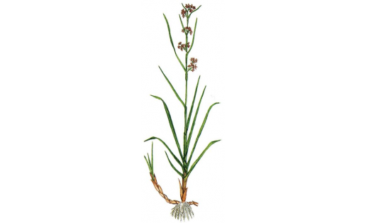 Меч-трава обыкновенная (Cladium mariscus)