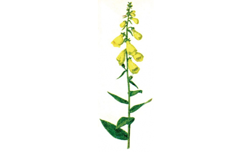 Наперстянка крупноцветковая (Digitalis grandiflora)