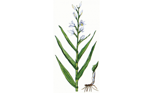 Пыльцеголовник длиннолистный (Сephalanthera longifolia)