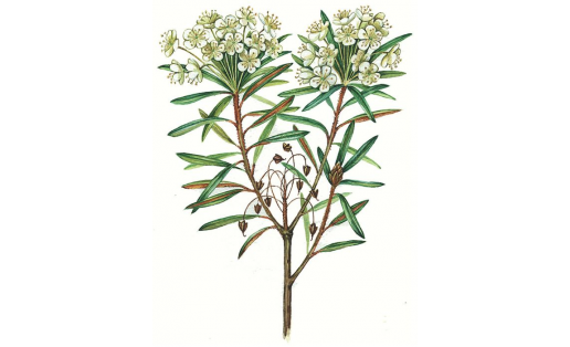 Һаҙлыҡ һаҙанағы (Ledum palustre)