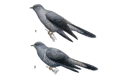 Кукушки: 1 — кукушка обыкновенная (Cuculus canorus); 2 — кукушка глухая (Cuculus saturatus) Cuculiformes: 1 — common cuckoo (Cuculus canorus); 2 — Himalayan cuckoo (Cuculus saturatus)