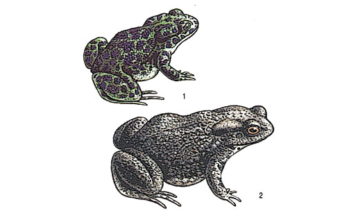Жабы: 1 — жаба зелёная (Bufotes viridis); 2 — жаба обыкновенная (Bufo bufo)