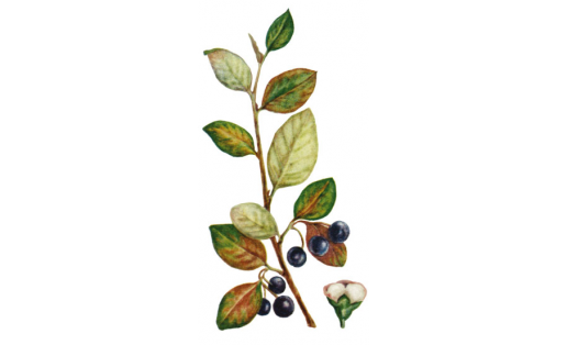 Кизильник черноплодный (Cotoneaster melanocarpus)