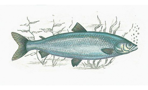 Аҡбалыҡ (Stenodus leucichthys)
