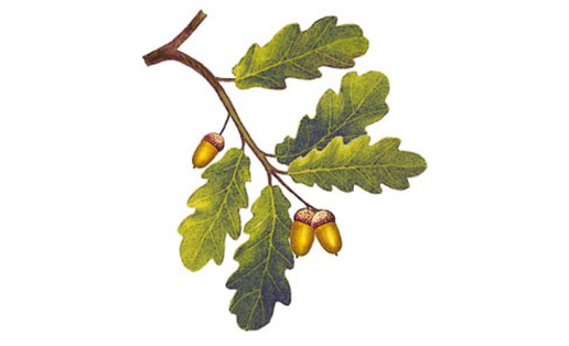 Дуб обыкновенный (Quercus robur)