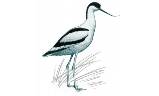 Шилоклювка (Recurvirostra avosetta)