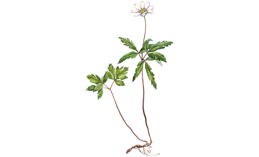 Ветреничка алтайская (Anemonoides altaica)