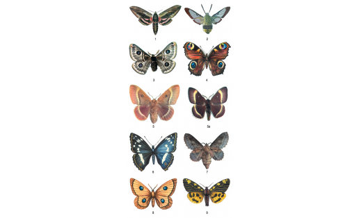Бабочки: 1 — бражник сиреневый (Sphinx ligustri); 2 — хоботник шмелевидный (Hemaris fuciformis); 3 — павлиноглазка терновая (Eudia spini); 4 — дневной павлиний глаз (Inachis io); 5 —коконопряд дубовый (Lasiocampa quercus), самка, 5а — то же, самец; 6 — пе
