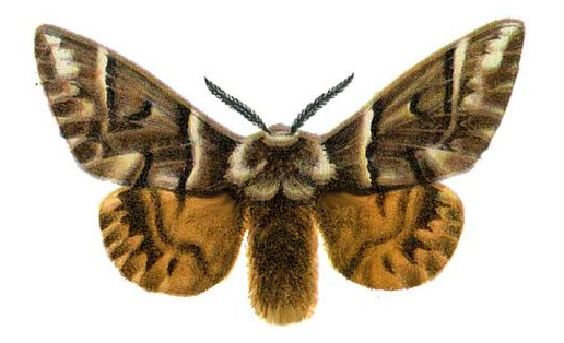 Шелкокрыл берёзовый  (Endromis versicolora)