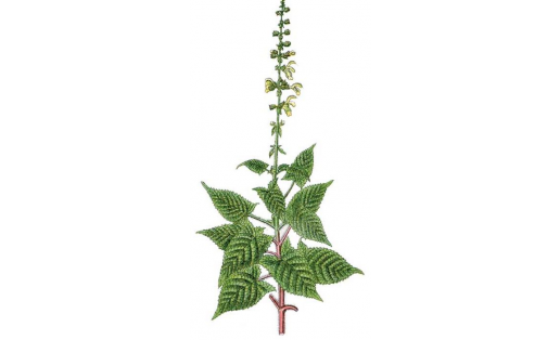 Һыбашҡаҡ шалфей (Salvia glutinosa)