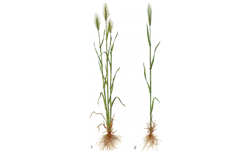 Пшеницы: 1 — пшеница мягкая (Triticum aestivum); 2 — пшеница твёрдая (Triticum durum) Wheat: 1 – soft wheat (Triticum aestivum); 2 – hard wheat (Triticum durum)