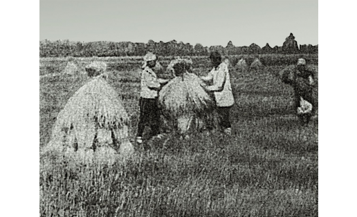 Складывание снопов в “бабки" (Уфимский кантон БАССР, 1929). Фото А.С.Бежковича
