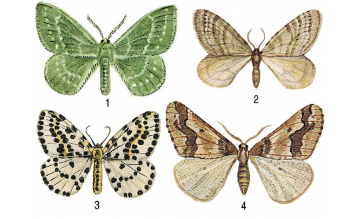 Пяденицы: 1 – пяденица зелёная (Hipparchus pilionaria);  2 – пяденица зимняя (Operophtera brumata);  3 – пяденица крыжовниковая (Abraxas grossulariata);  4 – пяденица-обдирало (Erannis defoliaria), самец